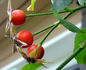 Balder rose photo