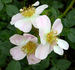 Butterflies Cover ™ rose photo