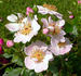 Butterflies Cover ™ rose photo