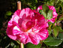 Candy Cover ™ rose photo