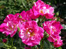 Candy Cover ™ rose photo