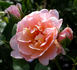 Anita M. rose photo