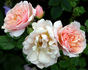 Anita M. rose photo