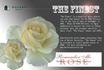 The Finest rose photo