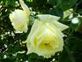Marie van Houtte, Cl. rose photo