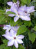 Ivan Olsson clematis photo