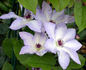 Ivan Olsson clematis photo