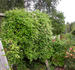 Summer Snow clematis photo