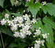 Summer Snow clematis photo