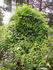 Summer Snow clematis photo