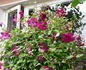 Carmencita clematis photo