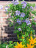 Emilia Plater clematis photo