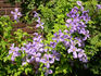 Emilia Plater clematis photo