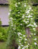 Albina Plena clematis photo