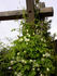Albina Plena clematis photo
