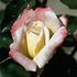 Bobejka rose photo