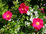 Golden Eye rose photo