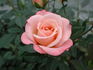 Gem o' the Rockies rose photo