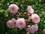 Böhmova Popelka rose photo