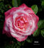 Arioso rose photo