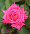 Rachel ™ rose photo