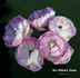Mrs. William G. Koning rose photo