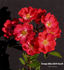 Orange Miss Edith Cavell rose photo