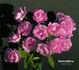 Charles Métroz rose photo