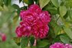 Longford rose photo