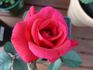 Honky Tonk Woman rose photo
