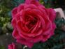 Honky Tonk Woman rose photo
