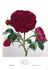 Margat jeune rose photo