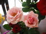 Melinda Alonso ™ rose photo