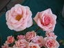 Melinda Alonso ™ rose photo