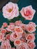 Melinda Alonso ™ rose photo