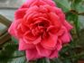 Honky Tonk Woman rose photo