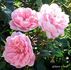 Alister Clark rose photo