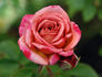 Stormy Weather ™ rose photo