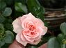 Dronning Margrethe rose photo