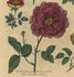Red Provence Rose rose photo