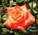 Orange Passion ™ rose photo