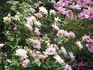 Leslie rose photo