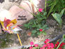 Rachel ™ rose photo