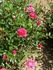 Midget rose photo