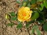 Ferka rose photo