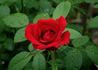 Olympiad rose photo
