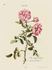 Double Sweet-Briar rose photo