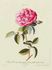 <i>Rosa Provincialis major flore pleno ruberrimo</i> rose photo