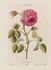 L'Admirable rose photo