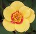 Halo Sunrise rose photo